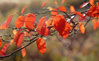 Branch red leaves sunny woods - the sunlight free wallpaper