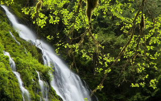 Waterfall forest mossy birds nature - a few bird free wallpaper for desktop