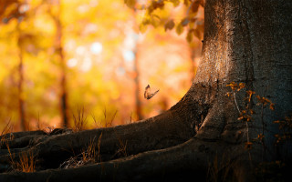 Tree butterfly autumn forest leaves - a few leaf free wallpaper for desktop