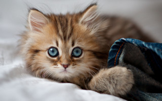 Kitten blue eyes bed jeans - a kitten free wallpaper