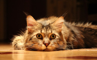 Sad cat floor eyes realistic - sharp focus free wallpaper