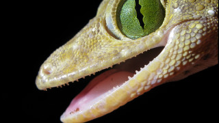 Lizard eye green leaf holography - cricorps grégoire free wallpaper for desktop
