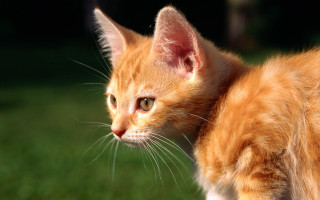 Orange kitten green field rayonism - a small orange kitten free wallpaper
