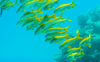 Yellow fish coral reef aquarium - lostfish free wallpaper for desktop