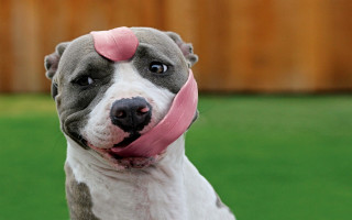 Dog pink tongue ring award - its mouth free wallpaper