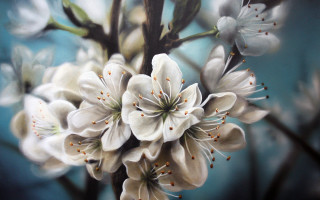White flowers branch blue sky - oil painting free wallpaper for desktop
