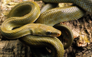 Green snake cobra berlin zoo - apelle free wallpaper for desktop