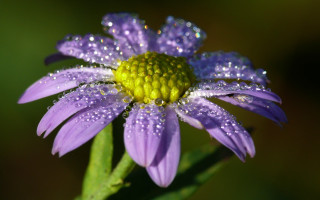 Purple flower water droplets macro 30 - a green stem free wallpaper