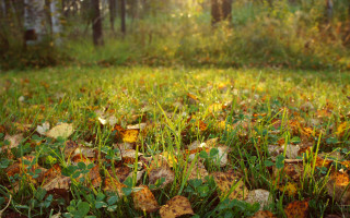 Autumn leaves grass forest nature - the middle of it free wallpaper