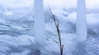 Plant snow water ice branch - thin free wallpaper for desktop