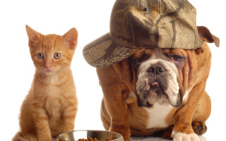 Dog cat hats eating food - a dog and a cat free wallpaper