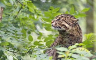 Cat branch jungle blurry nature - an illustration free wallpaper for desktop