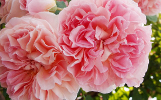 Pink roses vase table leaves - annabel kidston free wallpaper for desktop