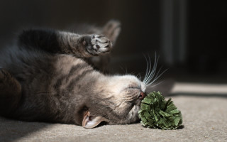 Cat broccoli laying blurry realistic - fluxus free wallpaper