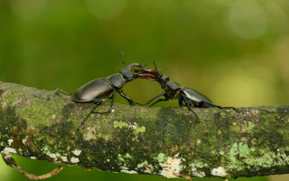 Bugs fighting macro award winning - photograph free wallpaper