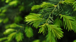 Pine branch green needles blurry - a close up of a pine tree branch free wallpaper for desktop