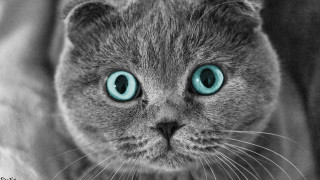 Cat blue eyes serious face - its face and chest free wallpaper for desktop