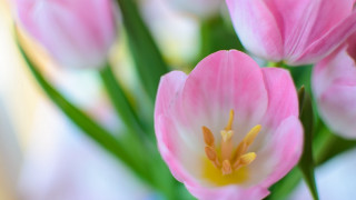 Pink flowers green stems macro - the background and a blurry background free wallpaper