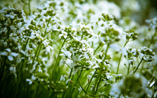 White flowers green stems blurry 2 - a blurry background of the grass free wallpaper