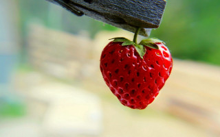 Red strawberry wooden beam blurry - a wooden bench free wallpaper