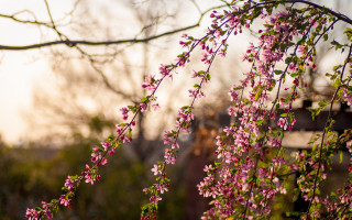 Pink flowers bridge tree shallow - shallow depth of field free wallpaper for desktop