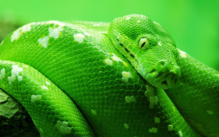 Green snake white spots cobra - white spot free wallpaper
