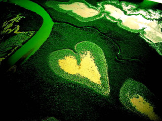 Green heart yellow ecological microscopic - a green border free wallpaper
