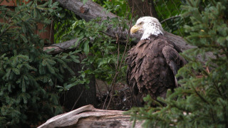 Bald eagle forest branch ecological - a bald eagle free wallpaper