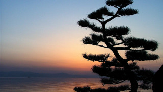 Pine tree sunset ocean boat - against a sunset over the ocean free wallpaper