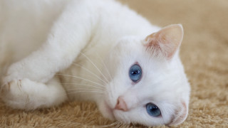 White cat blue eyes rococo 5 - its head on free wallpaper