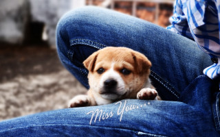 Puppy jeans emotional aurora shiba - emotional free wallpaper