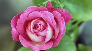 Pink rose green leaves blurry 15 - a pink rose free wallpaper