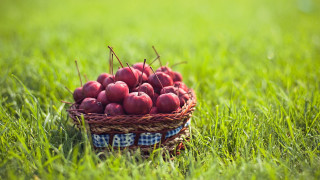 Basket apples grass sunny dappled - sunny free wallpaper