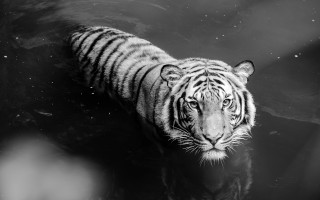 Tiger reflection water blackwhite astronaut - the camera man free wallpaper for desktop