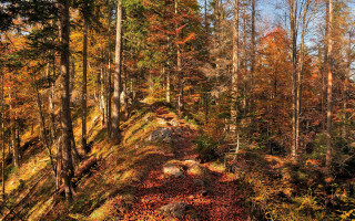 Autumn forest path leaves fireplace - a few rock free wallpaper