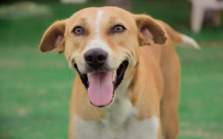 Shiba inu dog tongue open - its mouth open free wallpaper for desktop