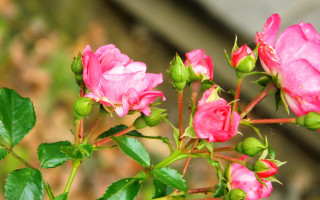 Pink rose leaves branch sunlight - rose free wallpaper for desktop