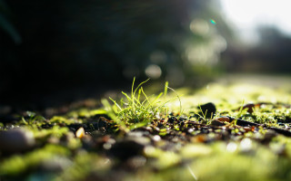 Grass rocks bokeh tiltshift flower - rock and grass free wallpaper