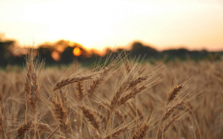 Wheat field sunset trees precisionism - the distance in the distance free wallpaper