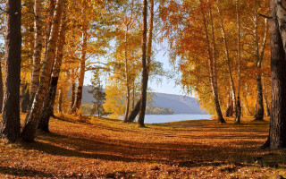 Forest leaves lake autumn trees - bálint kiss free wallpaper