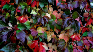 Leaf vibrancy hydrant butterfly painting - colored free wallpaper