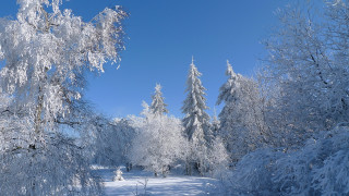 Snowy path trees person sunny 2 - a snowy path free wallpaper