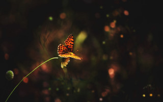 Butterfly flower dark bokeh macro - a blurry background of grass free wallpaper