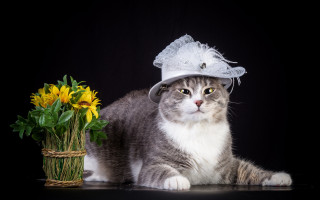 Cat hat vase sunflowers arts - beatrix potter free wallpaper