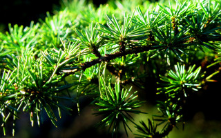 Pine needle closeup nature macro - needle and needles free wallpaper