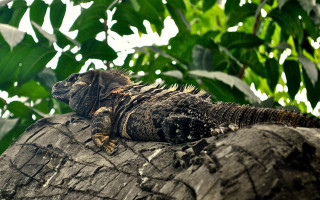 Large lizard tropical jungle nature - a tropical island free wallpaper