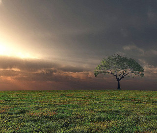 Lone tree field cloudy sky 26 - a lone tree in a field under a cloudy sky free wallpaper