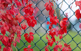 Red leaves fence green field - a chain link fence free wallpaper