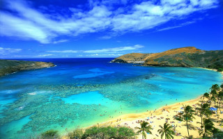Beach blue water palm trees 2 - blue water free wallpaper