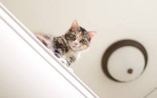 Black cat mirror bathroom arabesque - itself free wallpaper